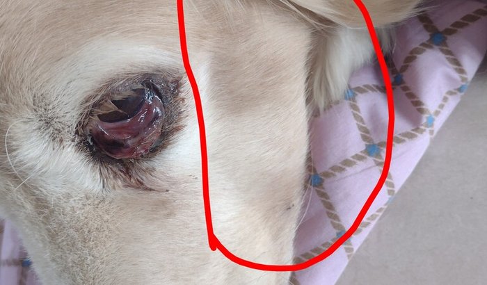 Lolla precisa da sua ajuda