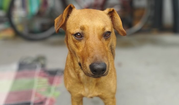 A segunda chance da Mel- luta contra o câncer