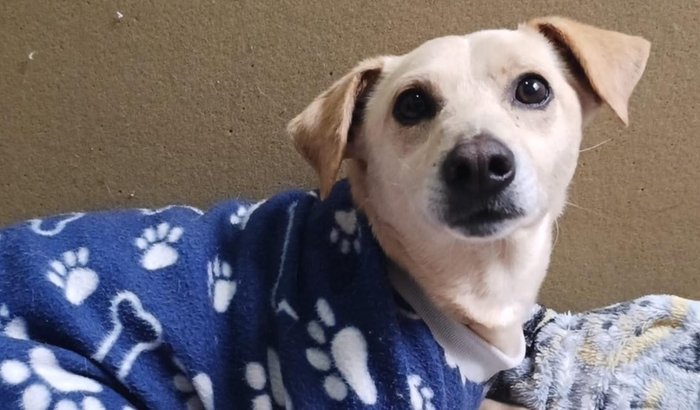 AJUDE O MILANO A VOLTAR A CAMINHAR