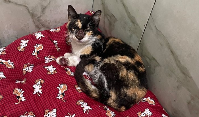 Tratamento da gatinha