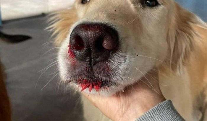 VAMOS SALVAR A MEL!!!