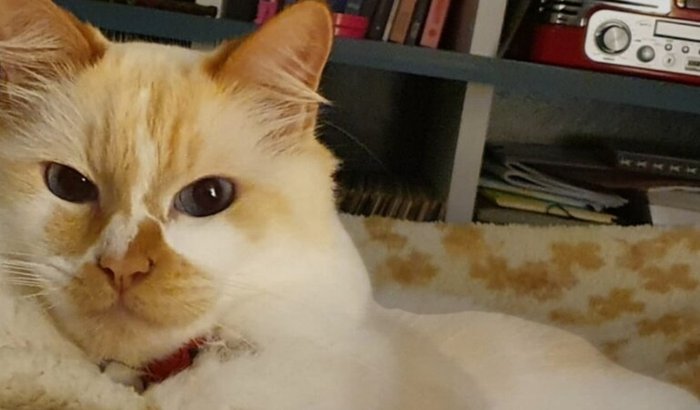 Ajude o Django a lutar contra câncer