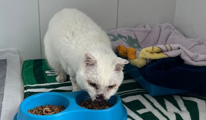 Ajude o Branquinho a vencer o câncer e a esporotricose 🐾💛