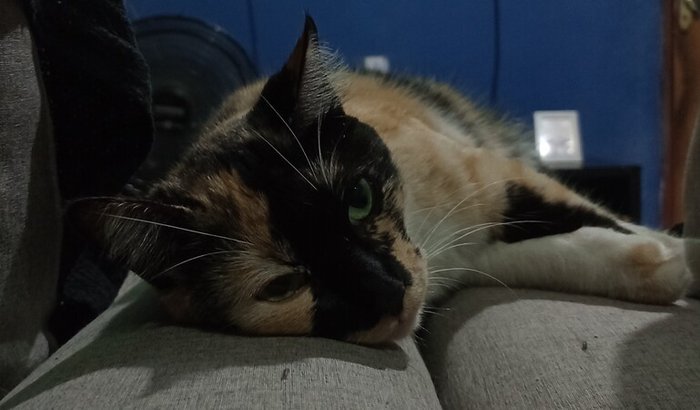 Me ajuda com a recuperação da Amora?