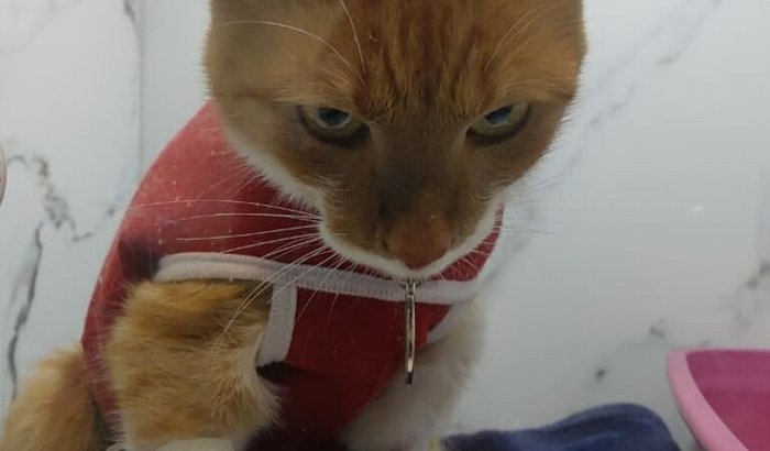 Tratamento do Naruto