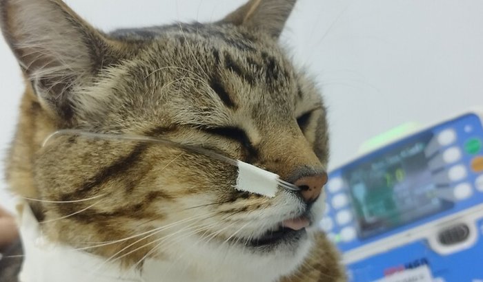 Ajuda para comprar remédio para meu pet