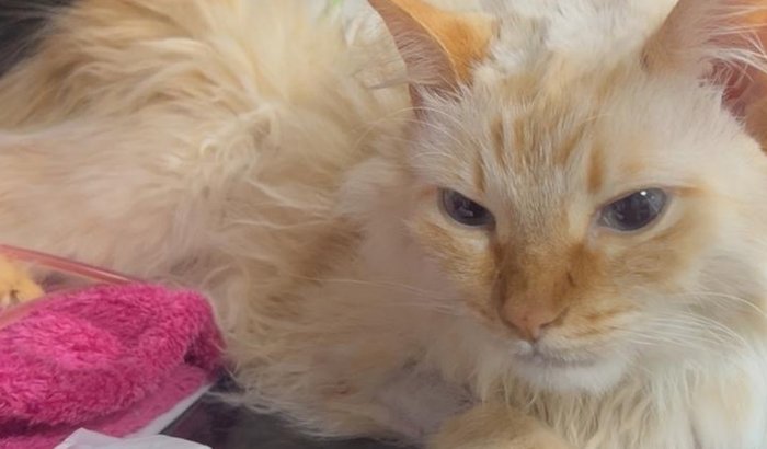 Todos Pelo Einstein (gatinho).