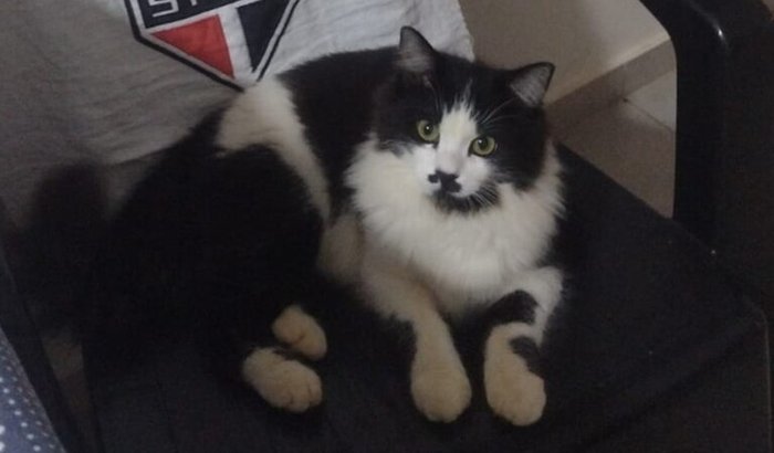 Cirurgia para gata Mia