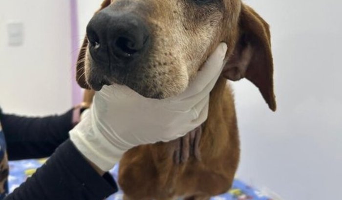 Tratamento do Seu Valdemar