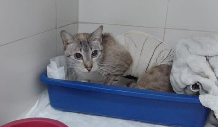 CIRURGIA DE EMERGÊNCIA EM GATA GRÁVIDA COM FETOS MORTOS