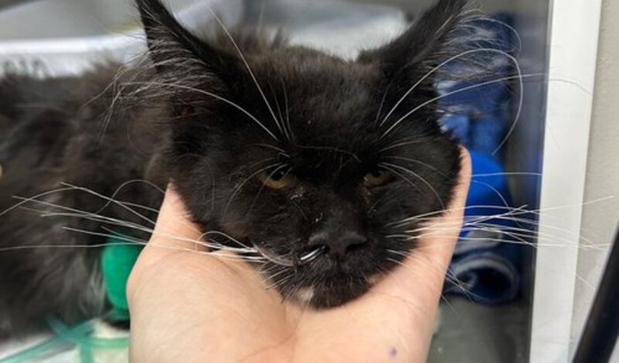 Ajude a salvar a vida do Oliver 🐱