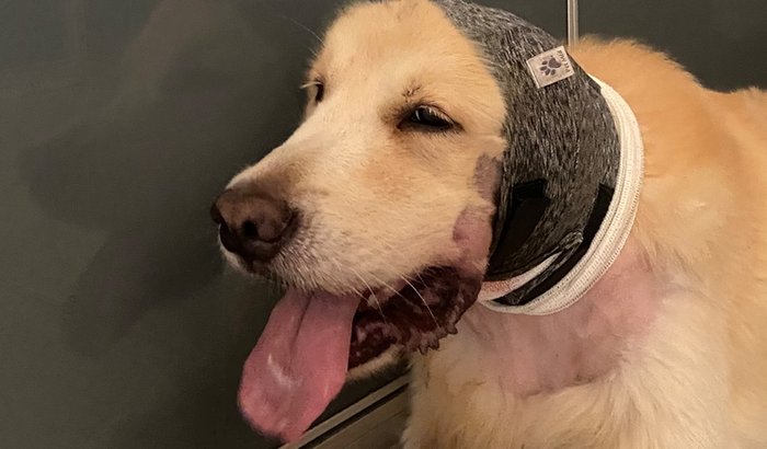 Ajuda na recuperação do Simba