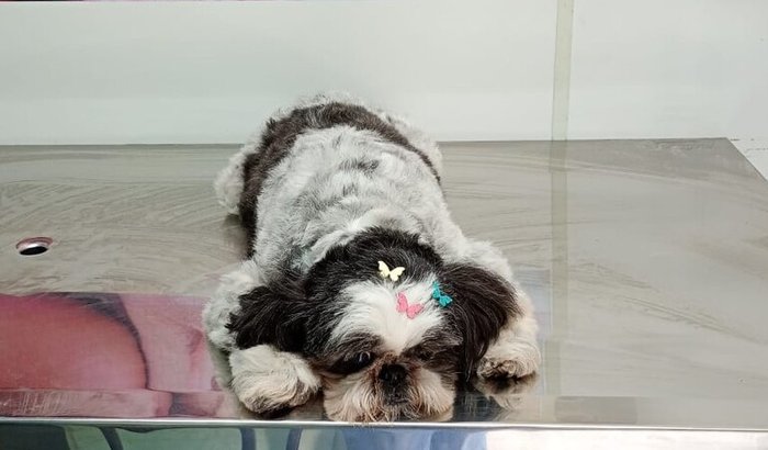 Salve a nossa pequena Sophie