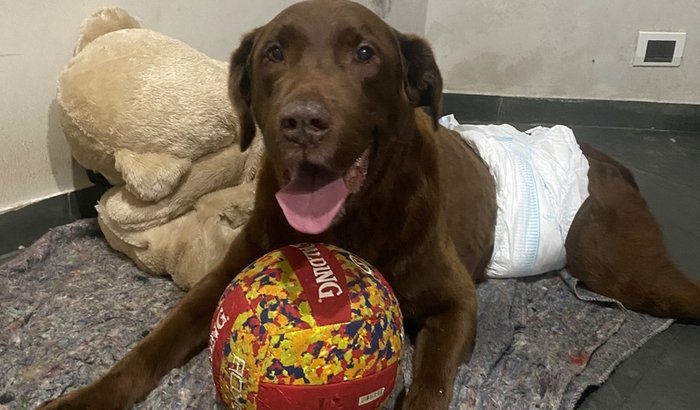 Cirurgia do Chocotone – Sua Ajuda é a Esperança