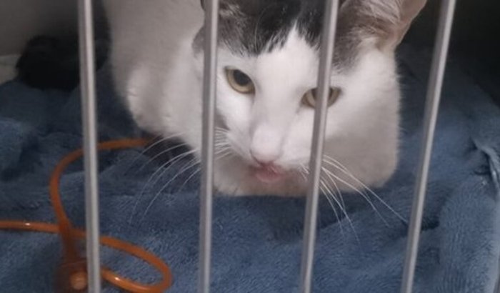 Ajude o Mingau a viver 