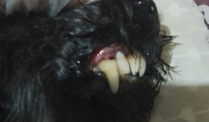 AJUDEM A SALVAR A VIDA DO BILLY.