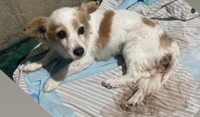 Ajude a Flor a vencer a Piometra ❤️🩹🐾