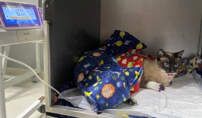 Arrecadação para cirurgias da Bigoda