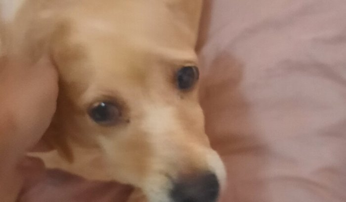 Quimioterapia da nossa cachorrinha Mel 