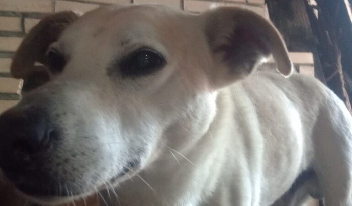 Ajude o Ozzy. Caso grave!