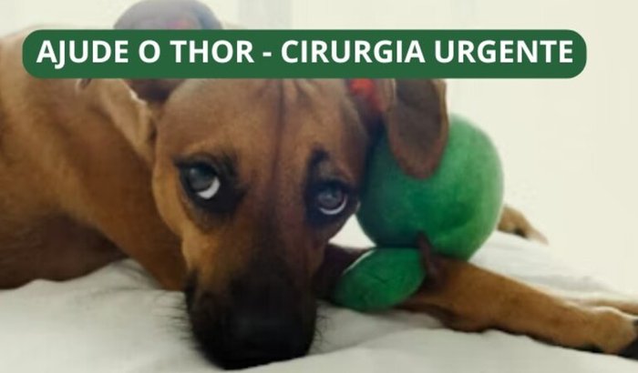 🐶 Ajude o Thor – cirurgia de emergência pro meu cachorro