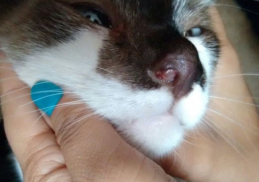 imagem da vaquinha Ajude a salvar meu gatinho Google! 