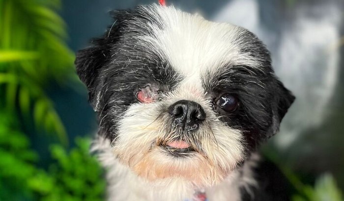 Cirurgia do Buck - Cachorrinho da Pump Track.