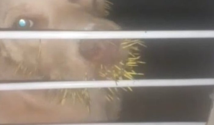 Ajudar Pudim e Brownie