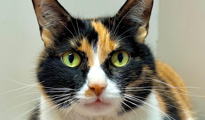 Todos pela Lola 🐾