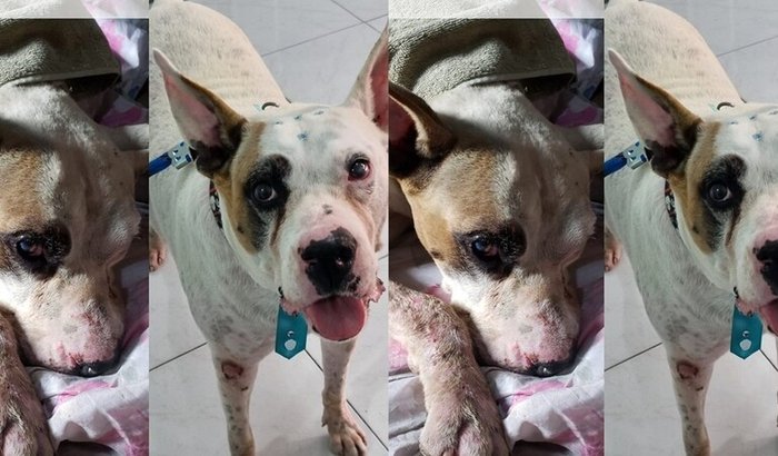 Ajude a montar um atelie solidario para salvar animais de rua