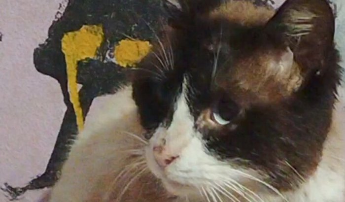 ajude o castiel a vencer a esporotricose 🙏🏻✨