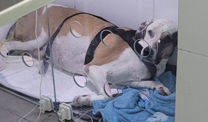 AJUDE O BENTO A VENCER A CINOMOSE