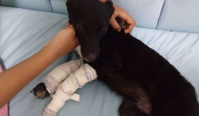 Salve o Banzé ajude pagar sua cirurgia!