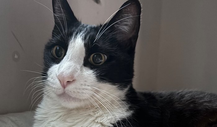 Ajuda para a Endoscopia e Colonoscopia do Tom