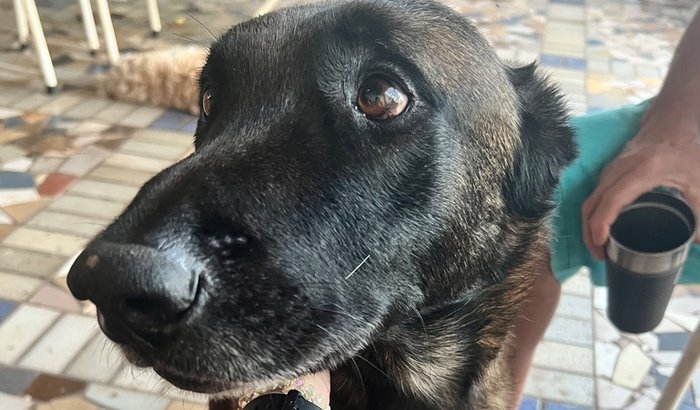 Ajude o Zec 🐶❤️🩹