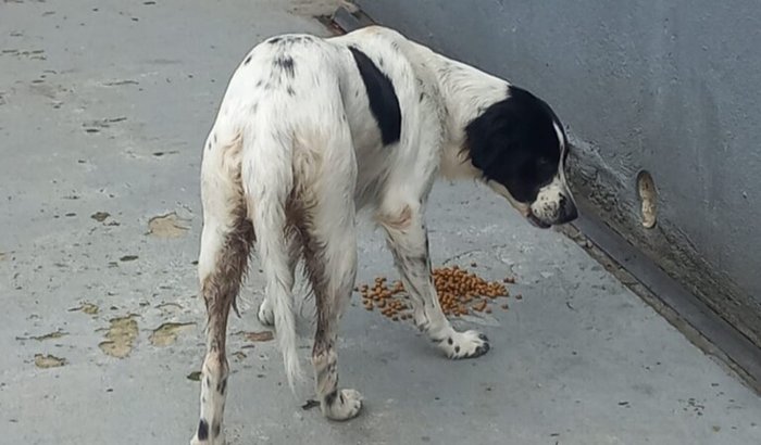 Vamos ajudar salvar a vida da cachorrinha Lili