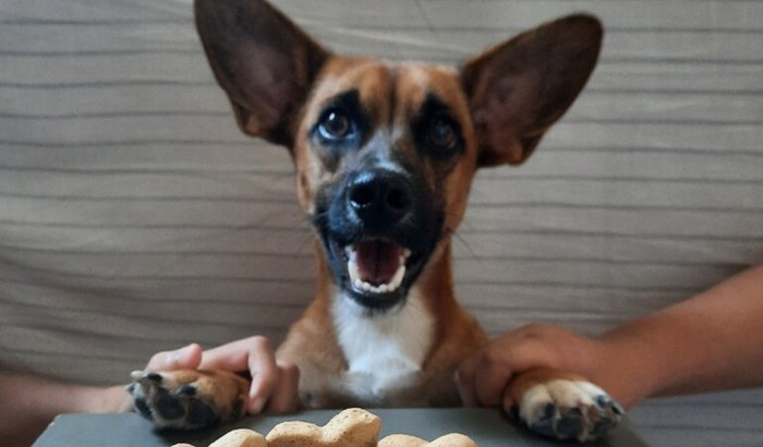 Ajude o Luck 🐶❤️