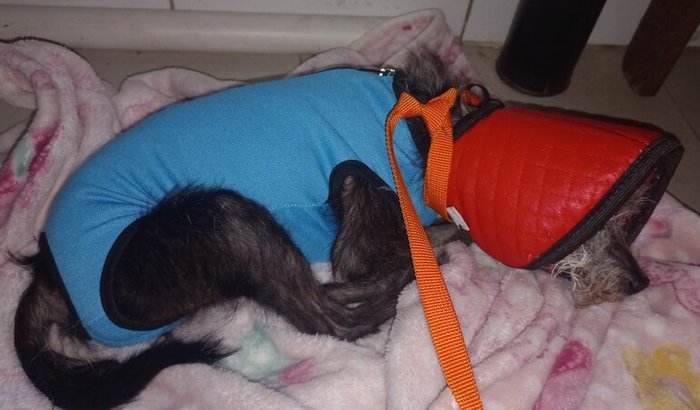 Ajudar na cirurgia do cachorrinho Toddy