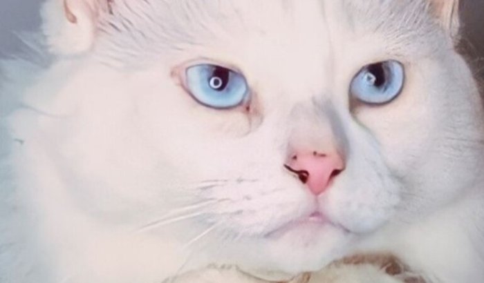 Ajude na cirurgia do meu gatinho atropelado