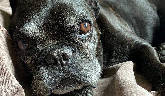 Cirurgia de Urgência para o Barthô