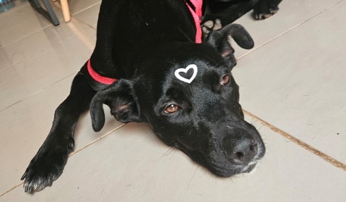 Castração da Neide