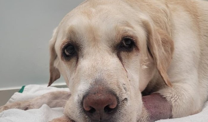 Hemodiálise do Thor