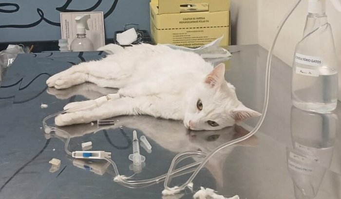 Ajuda para pagar o veterinario da Gatinha Margo