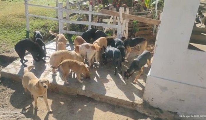 Ajuda aos Animais da Fazenda do Banco