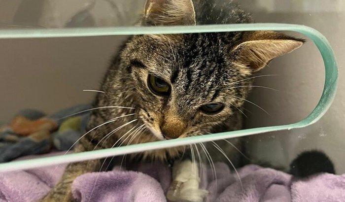 Me ajude a salvar a HARUMI da PIF