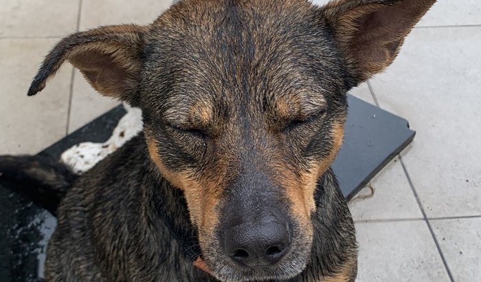 Godofredo de Curry precisa de sua ajuda!