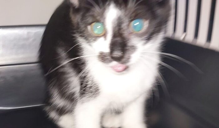 Cirurgia Mandibular Felina URGENTE