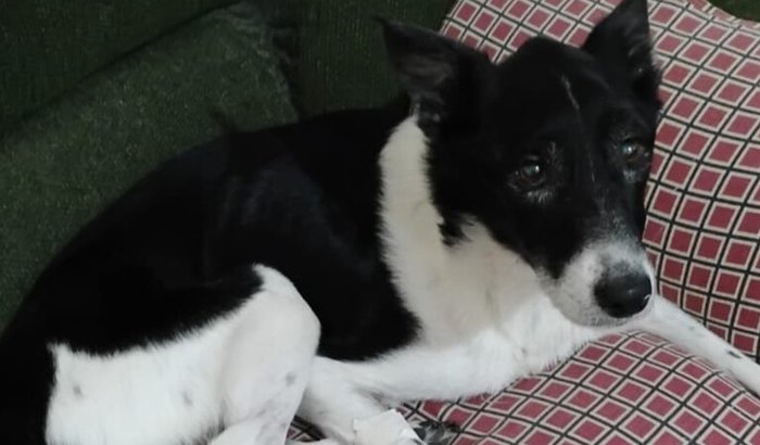 Ajuda ao cachorro Snoopy