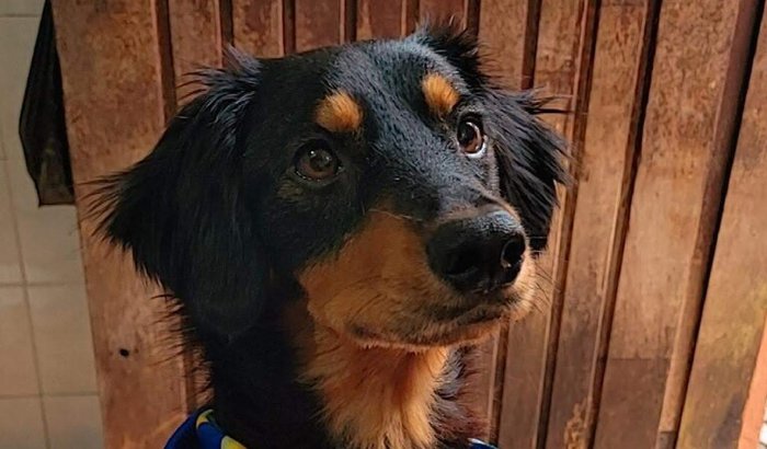 Ajude o Stiles a lutar pela vida!