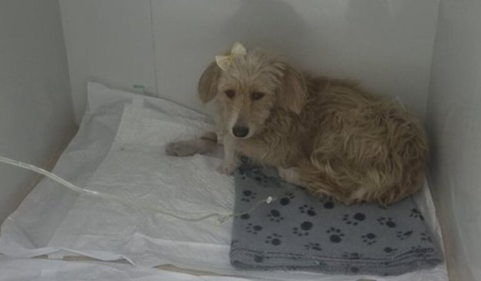 Latido de Esperança 🤍🐶🐾